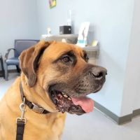 Northgate Animal Hospital ico