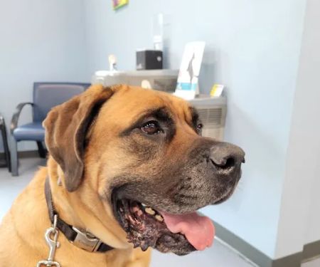 Northgate Animal Hospital