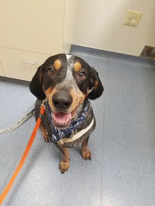 Stone Ridge Veterinary Hospital Picture 2