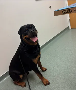 Dermatology for Animals - Rochester Picture 2