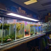 Rivers to Reefs Aquariums ico