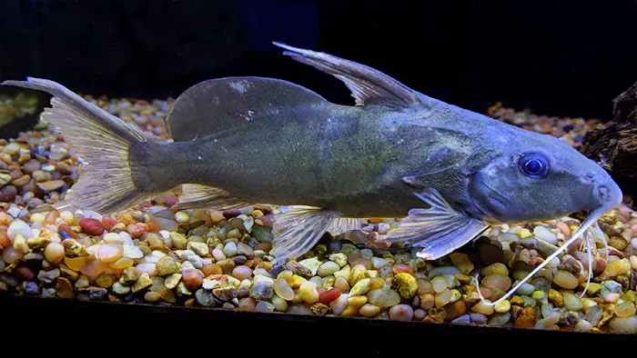 Rivers to Reefs Aquariums Picture 5