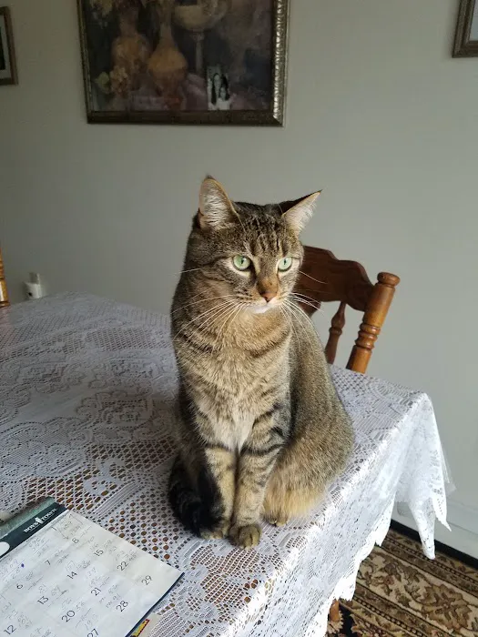 Caring For Cats Picture 2