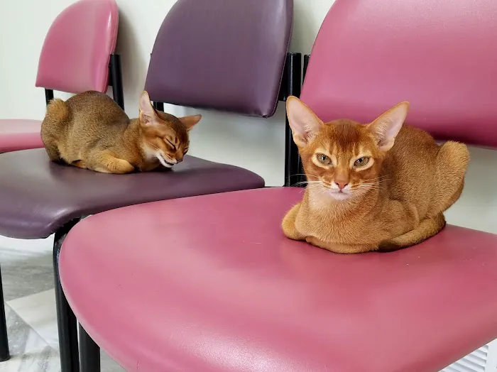 Caring For Cats Picture 9