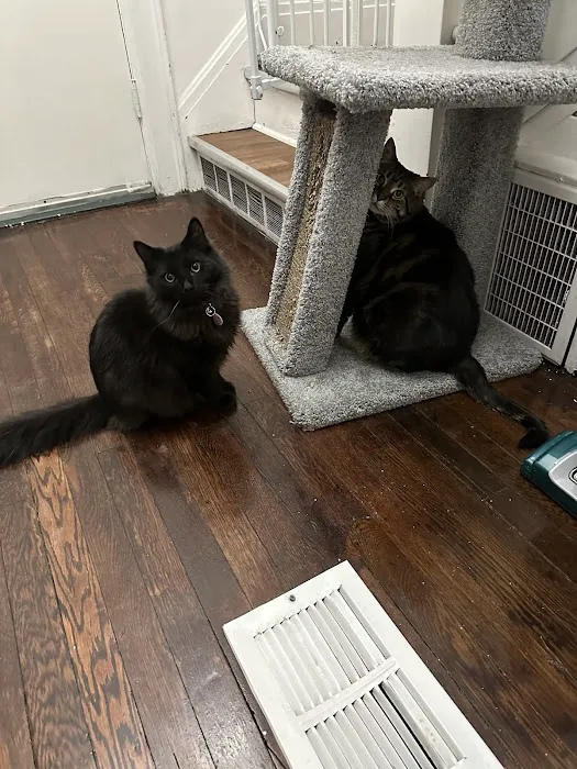 Caring For Cats Picture 5