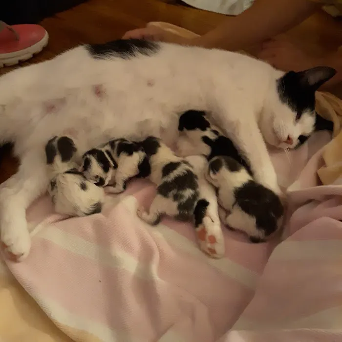 Caring For Cats Picture 7