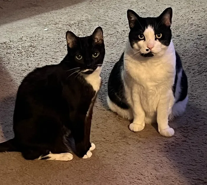 Caring For Cats Picture 10
