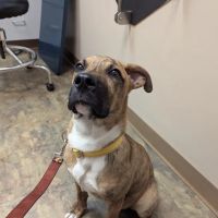 Greece Animal Hospital ico