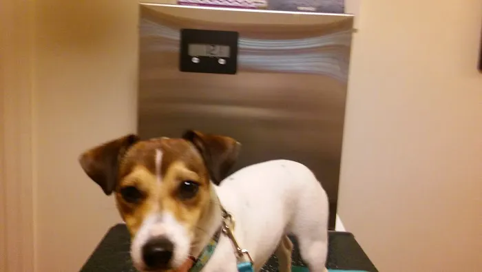 North County Veterinary Hospital Picture 4