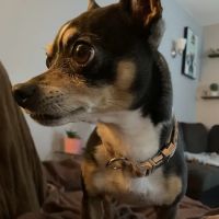 North County Veterinary Hospital ico