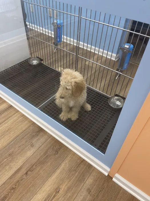 Pawsome Pups Puppies For Sale Picture 4
