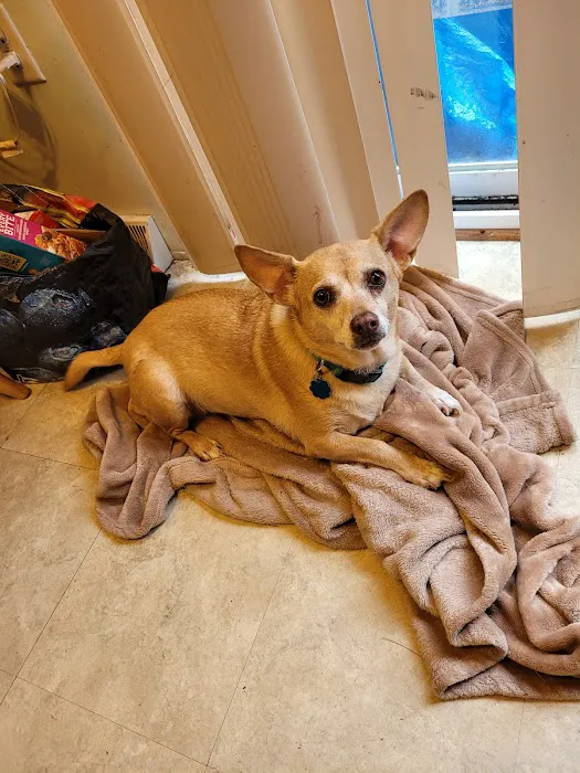 Companion Veterinary Health Center Picture 5