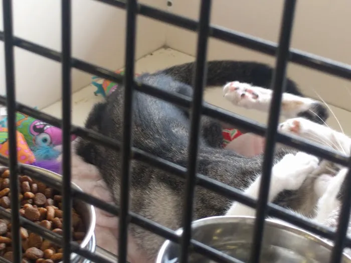 Petco Picture 2