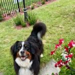 Animal Care Experts Veterinary Hospital