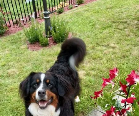 Animal Care Experts Veterinary Hospital