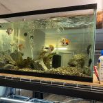 The Fish and Reptile Room