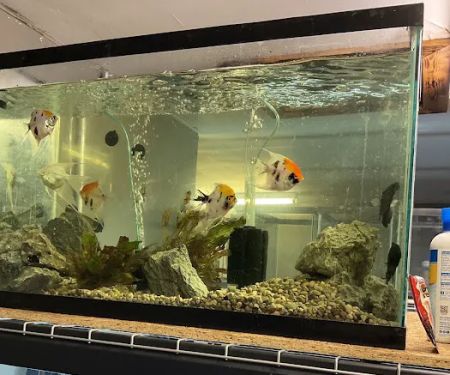 The Fish and Reptile Room