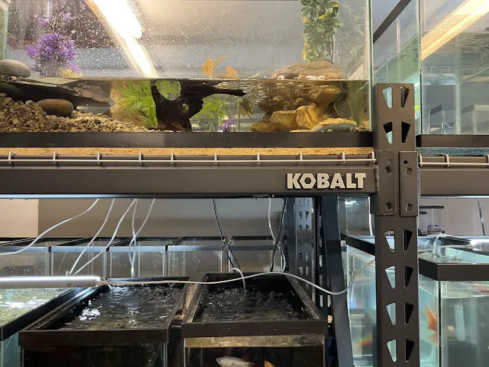 The Fish and Reptile Room Picture 4