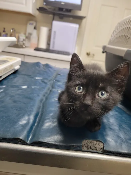 Animal Hospital Of Webster Picture 1