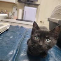 Animal Hospital Of Webster ico