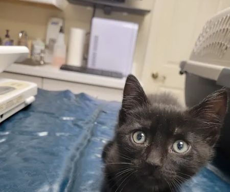 Animal Hospital Of Webster