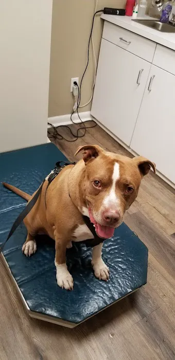 Animal Hospital Of Webster Picture 10