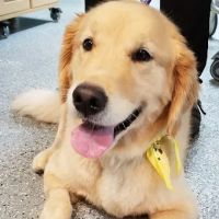 Big River Veterinary Service ico