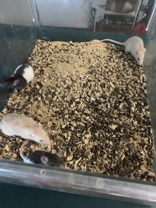 Captive Born Reptiles Picture 6