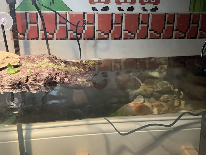 Captive Born Reptiles Picture 2