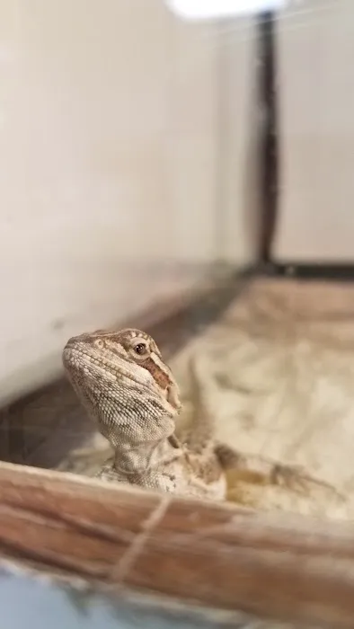 Captive Born Reptiles Picture 5