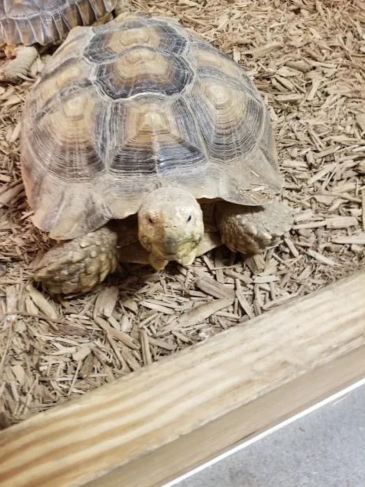 Captive Born Reptiles Picture 3