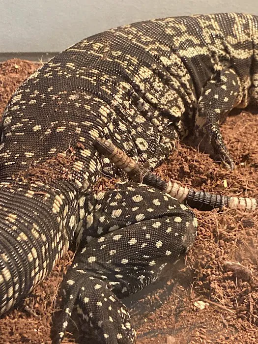 Captive Born Reptiles Picture 4