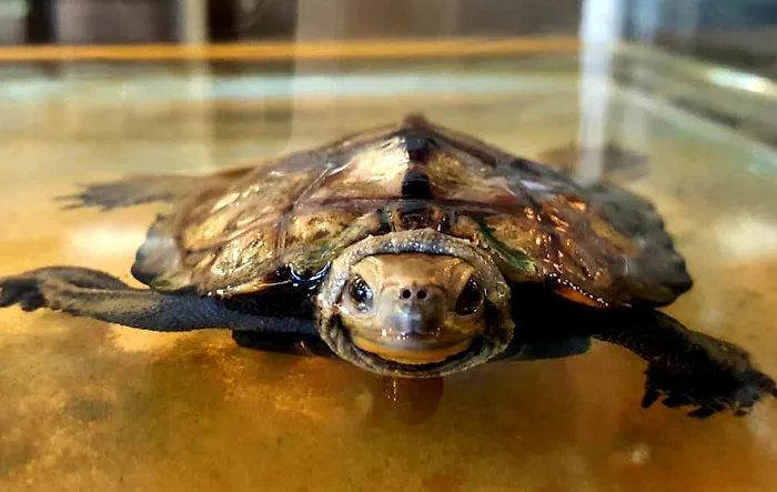 Captive Born Reptiles Picture 8