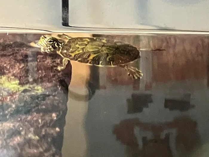 Captive Born Reptiles Picture 7