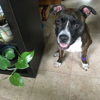 Coventry Animal Hospital ico