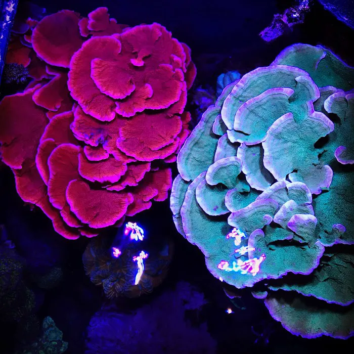 Reef Systems Coral Farm Inc Picture 3
