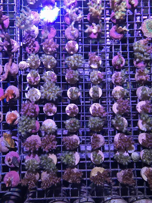 Reef Systems Coral Farm Inc Picture 6