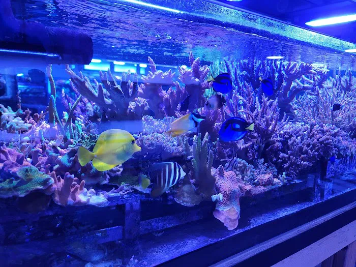 Reef Systems Coral Farm Inc Picture 1