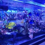Reef Systems Coral Farm Inc