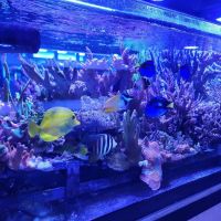 Reef Systems Coral Farm Inc ico