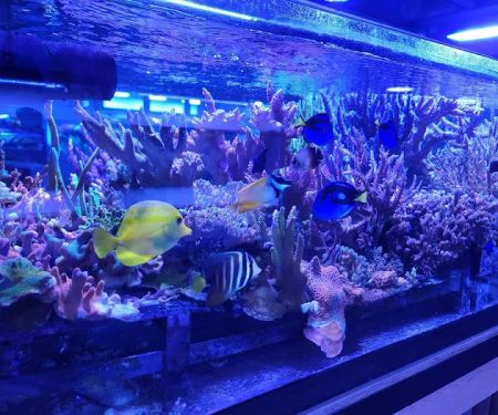 Reef Systems Coral Farm Inc