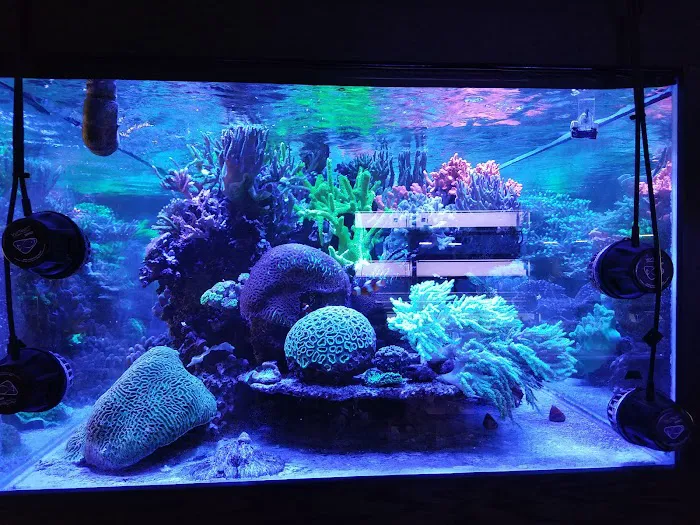 Reef Systems Coral Farm Inc Picture 4