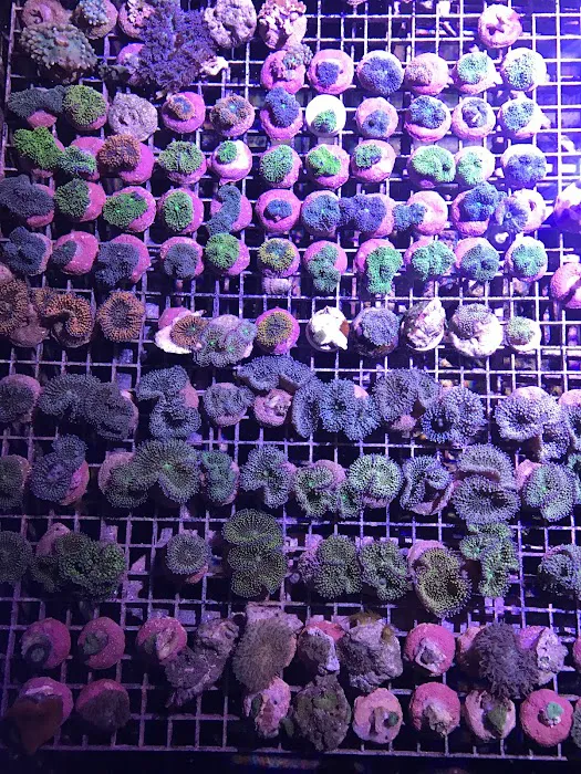 Reef Systems Coral Farm Inc Picture 9