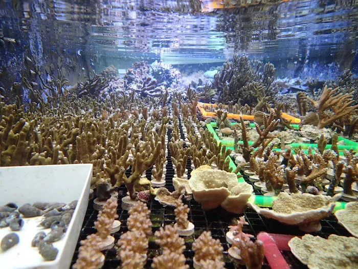 Reef Systems Coral Farm Inc Picture 8