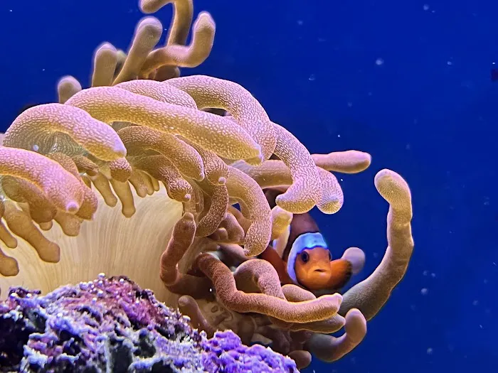 Reef Systems Coral Farm Inc Picture 7