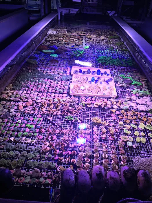 Reef Systems Coral Farm Inc Picture 10