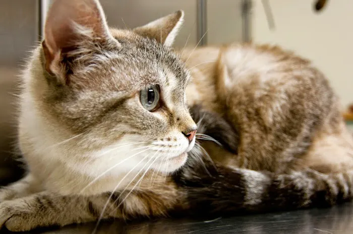 Tiogue Veterinary Clinic Picture 1