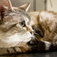 Tiogue Veterinary Clinic ico