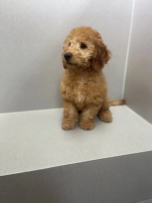 Petland Lewis Center Picture 10