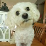 Hope Veterinary Care